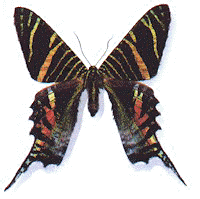 moth010.jpg (13787 bytes)